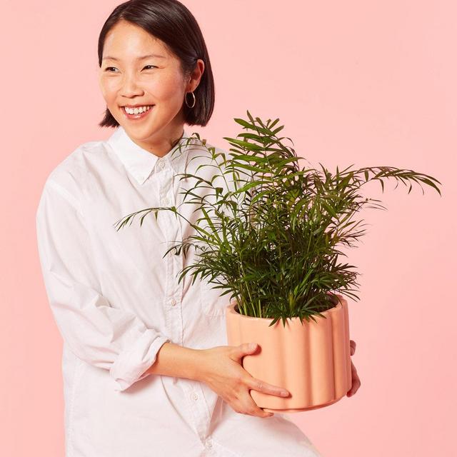 Parlor Palm