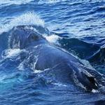 Bar Harbor Whale Watch Co
