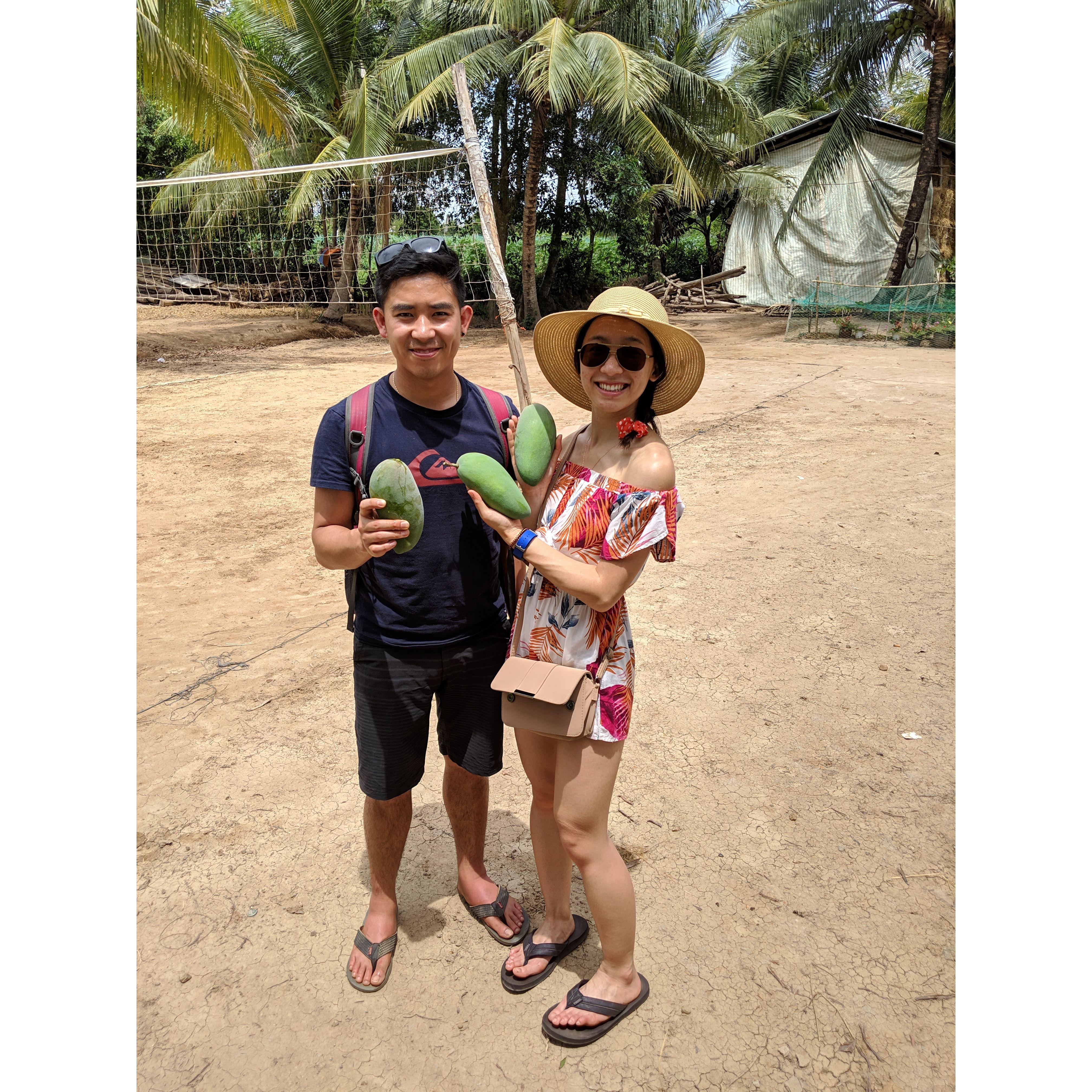 mango picking in Vietnam 2019