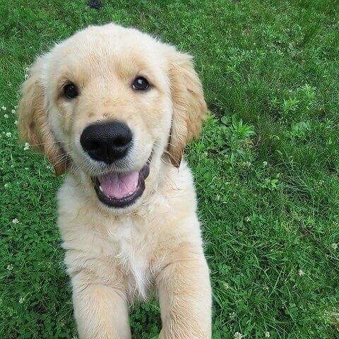 Puppy fund