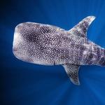 Swim With The Whale Sharks