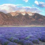 Young Living Lavender Farm