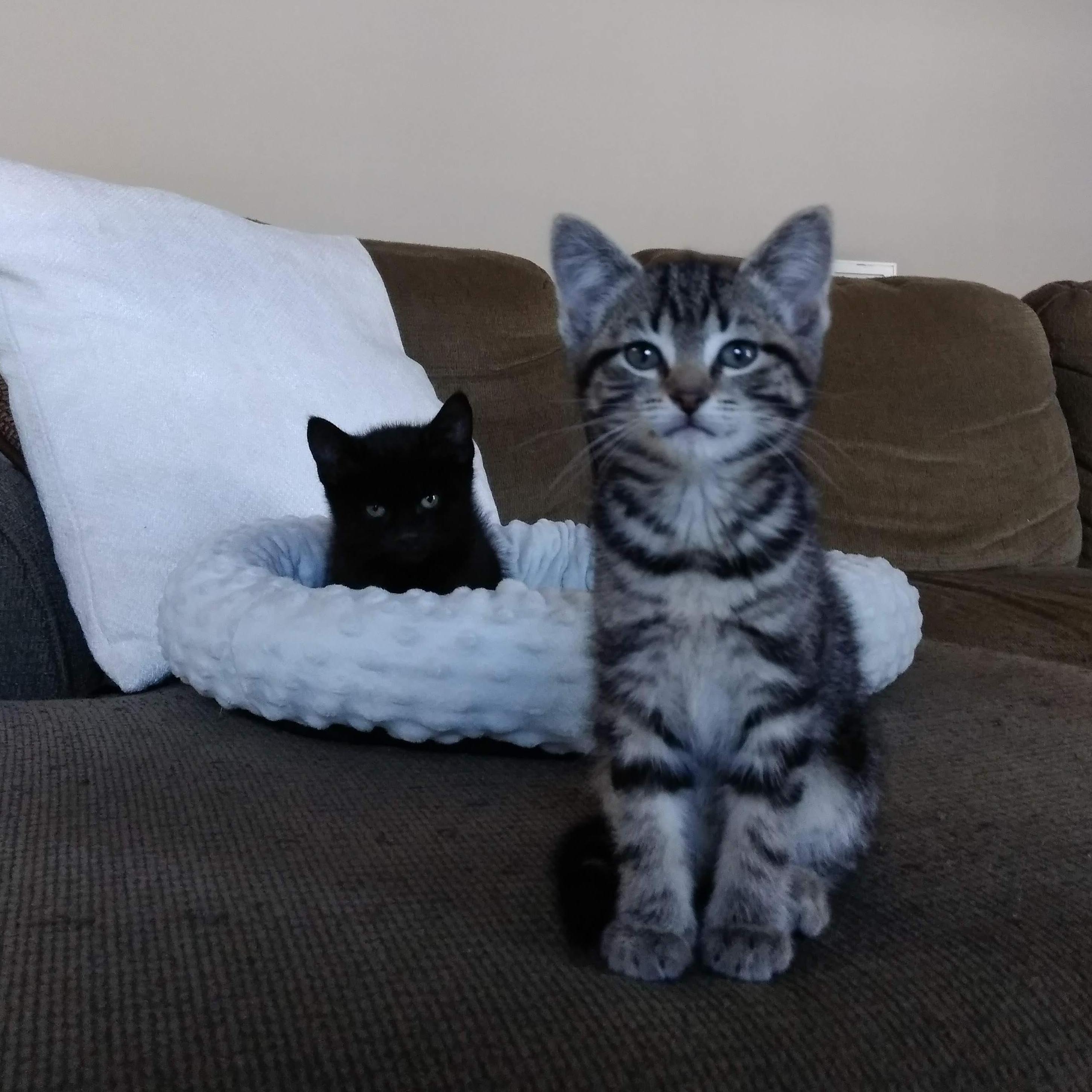 We adopted our fur family! 2021
