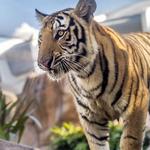 Mike the Tiger's Habitat