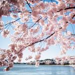 Tidal Basin Cherry Blossoms