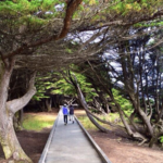 Mackerricher State Park