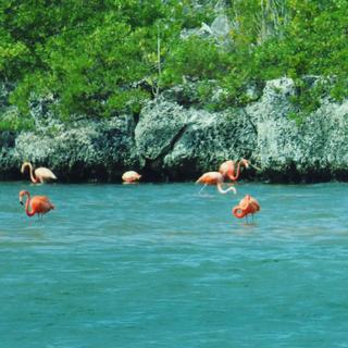 Flamingo & Mangrove Trip for 2 - Bonaire
