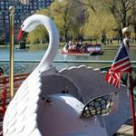 Swan Boats