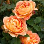 Berkeley Municipal Rose Garden