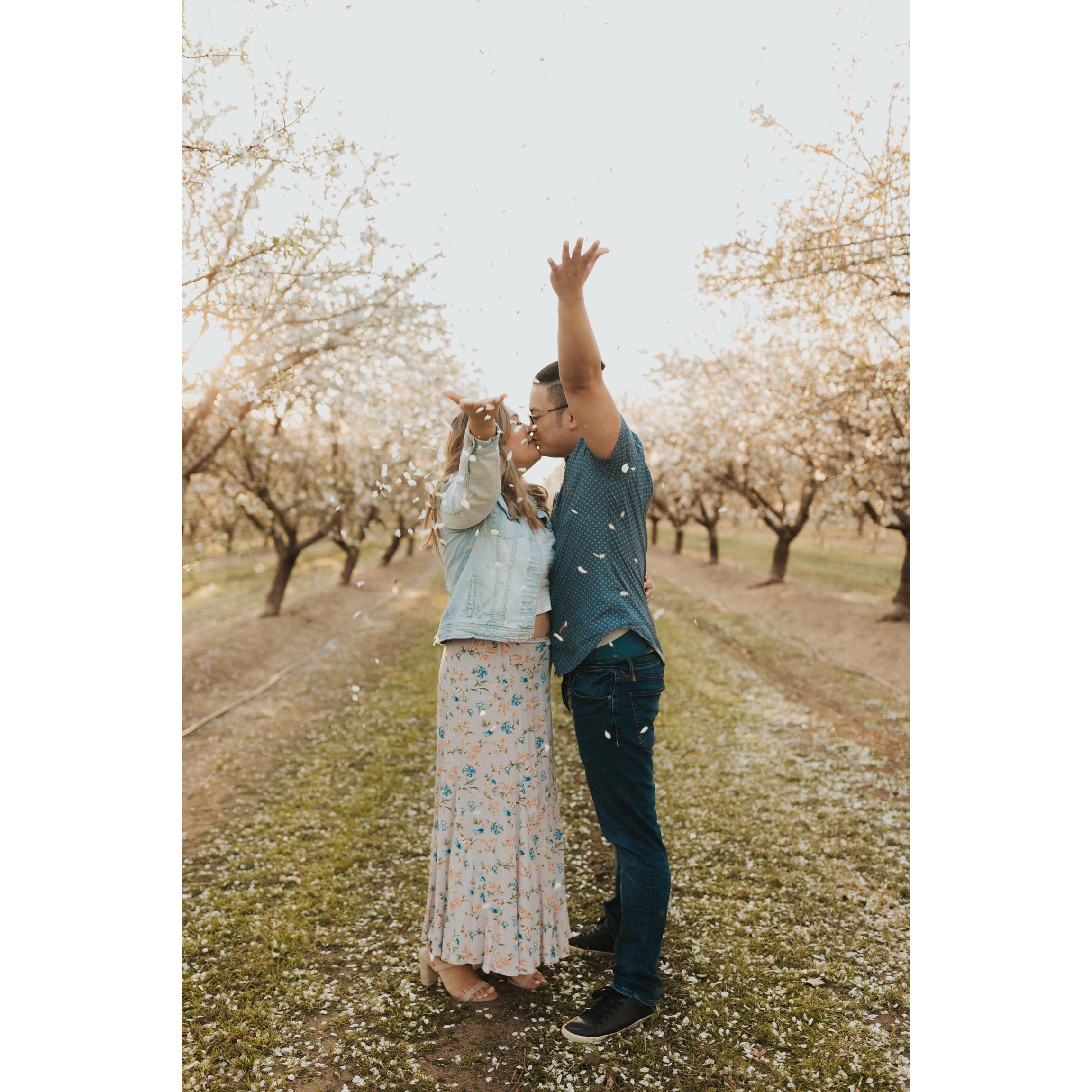 Almond Orchard — Modesto, CA