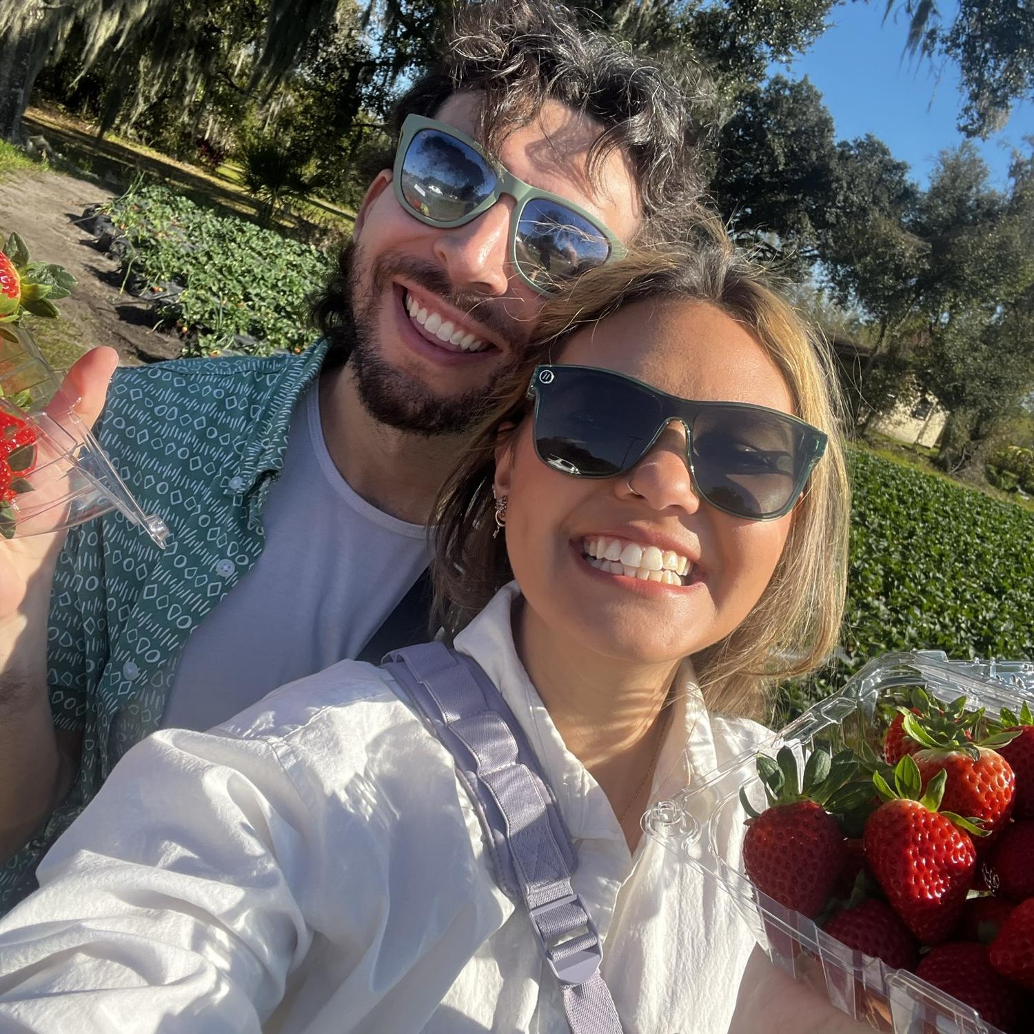 Plant City Strawberries >> All other strawberries