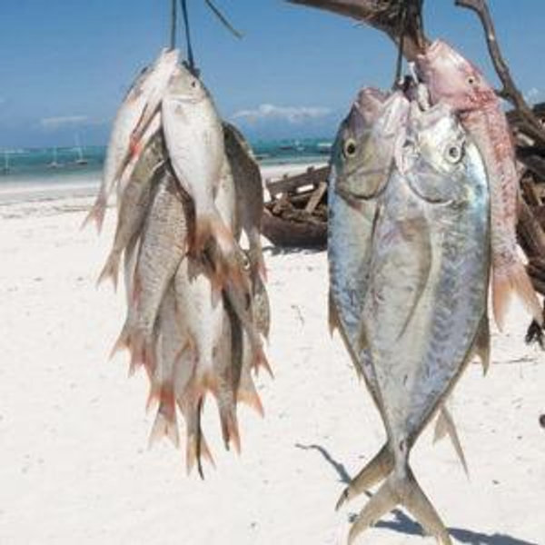 Deep Sea Fishing in the Indian Ocean