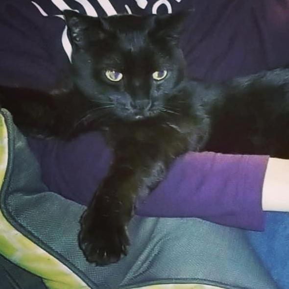 Button our very spoiled cat!