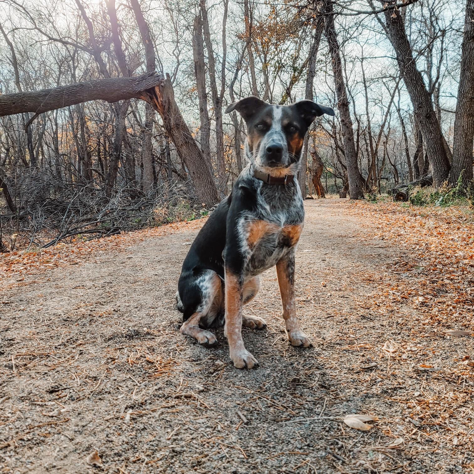 Moose has occupied our free time and we are lucky to have him in our lives.
