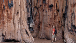Walk Among Giant Sequoias