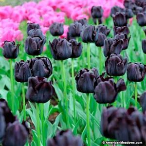 Paul Scherer Triumph Tulip