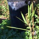 UC Santa Cruz Arboretum & Botanic Garden