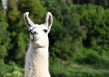 Llama Lleisure