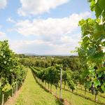 Bainbridge Island Wine Tasting