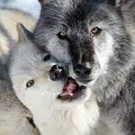 Wolf Conservation Center