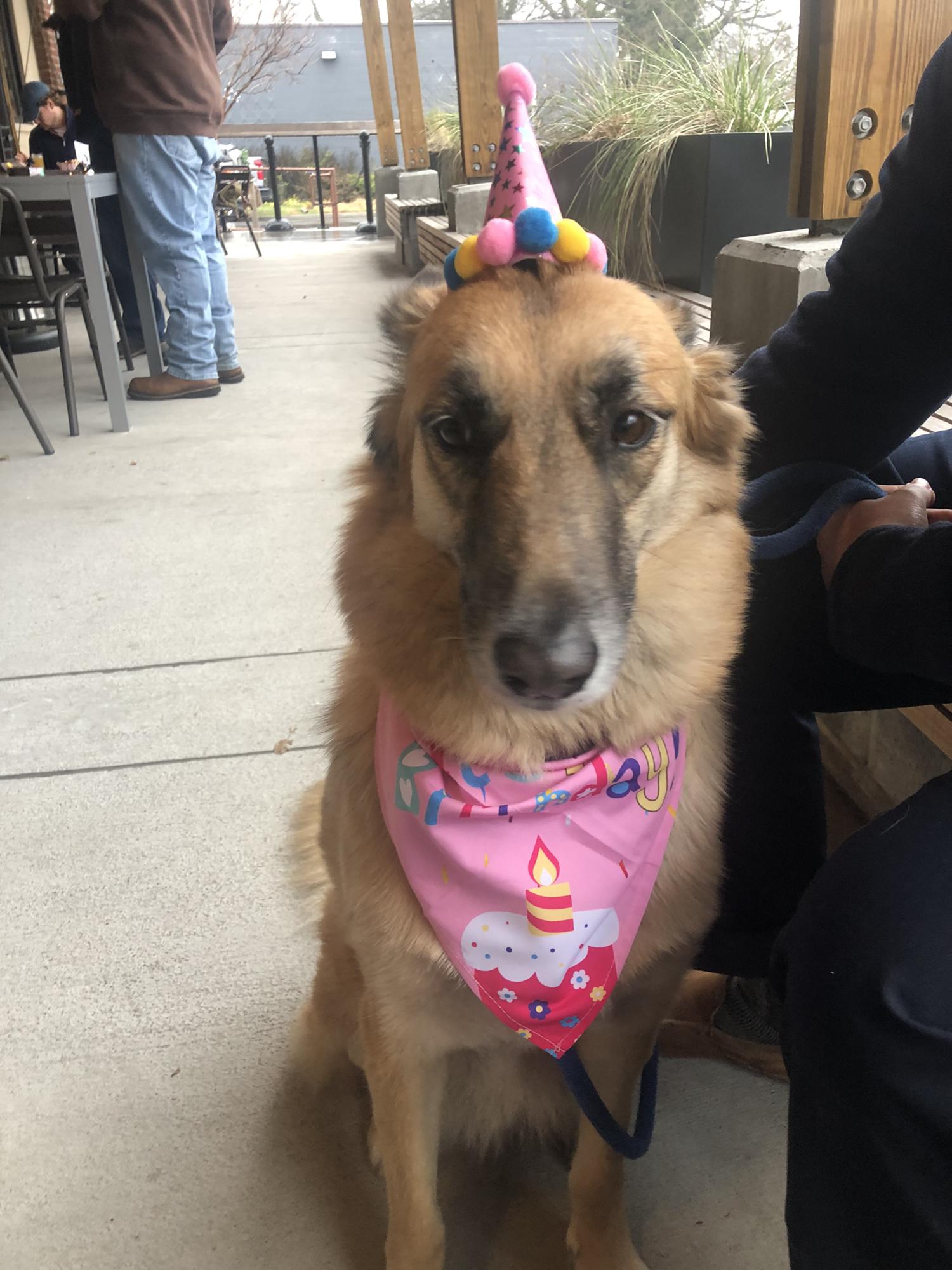 Happy 5th Birthday for Leanne! Pic taken Jan 1 2021. Her "birthday" (an estimated random date put on her doggie passport) is Jan 1. We think she is currently about 7.5 years old.
