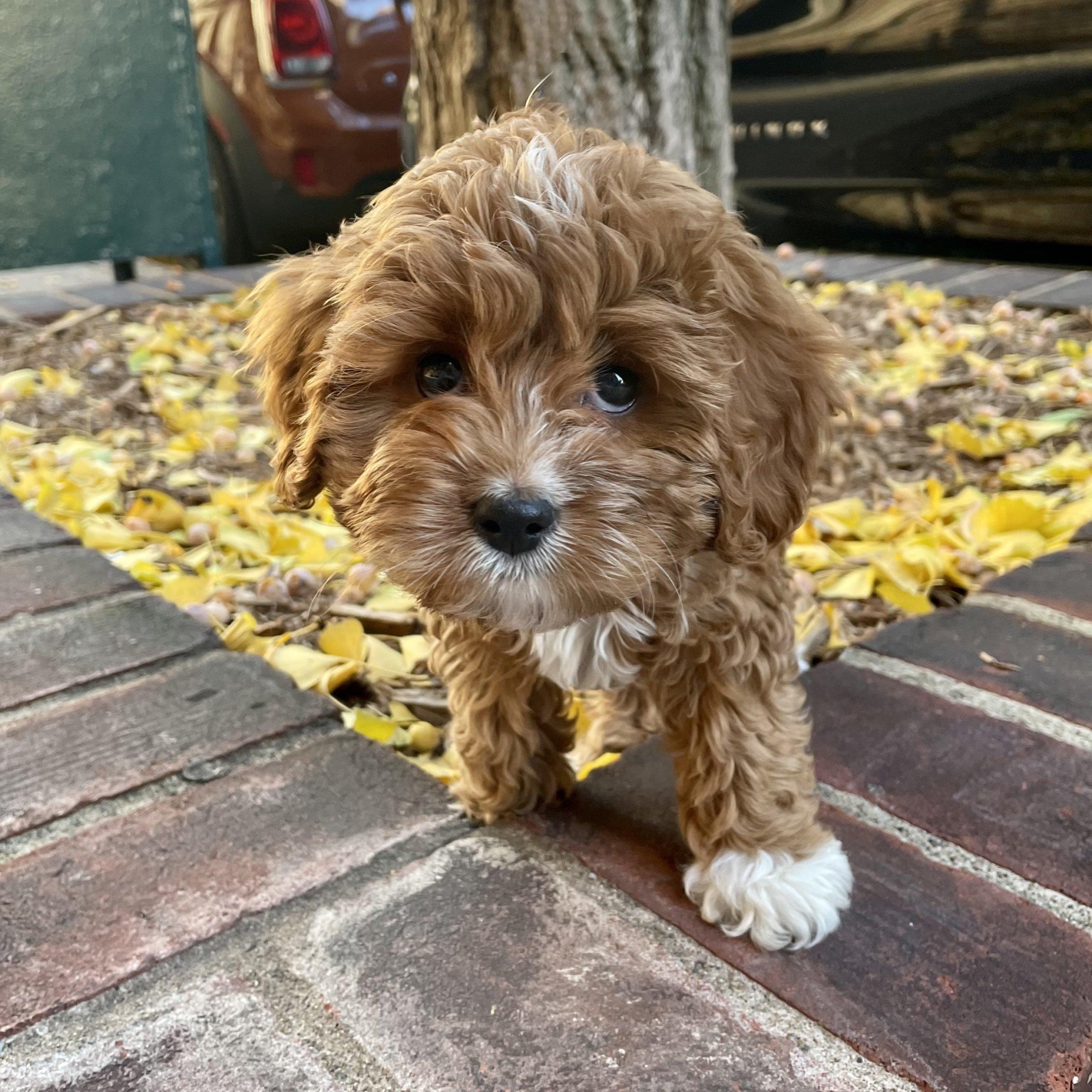 The only thing better than one cavapoo?  Two cavapoos!  Little Nell joined our family in November 2020!