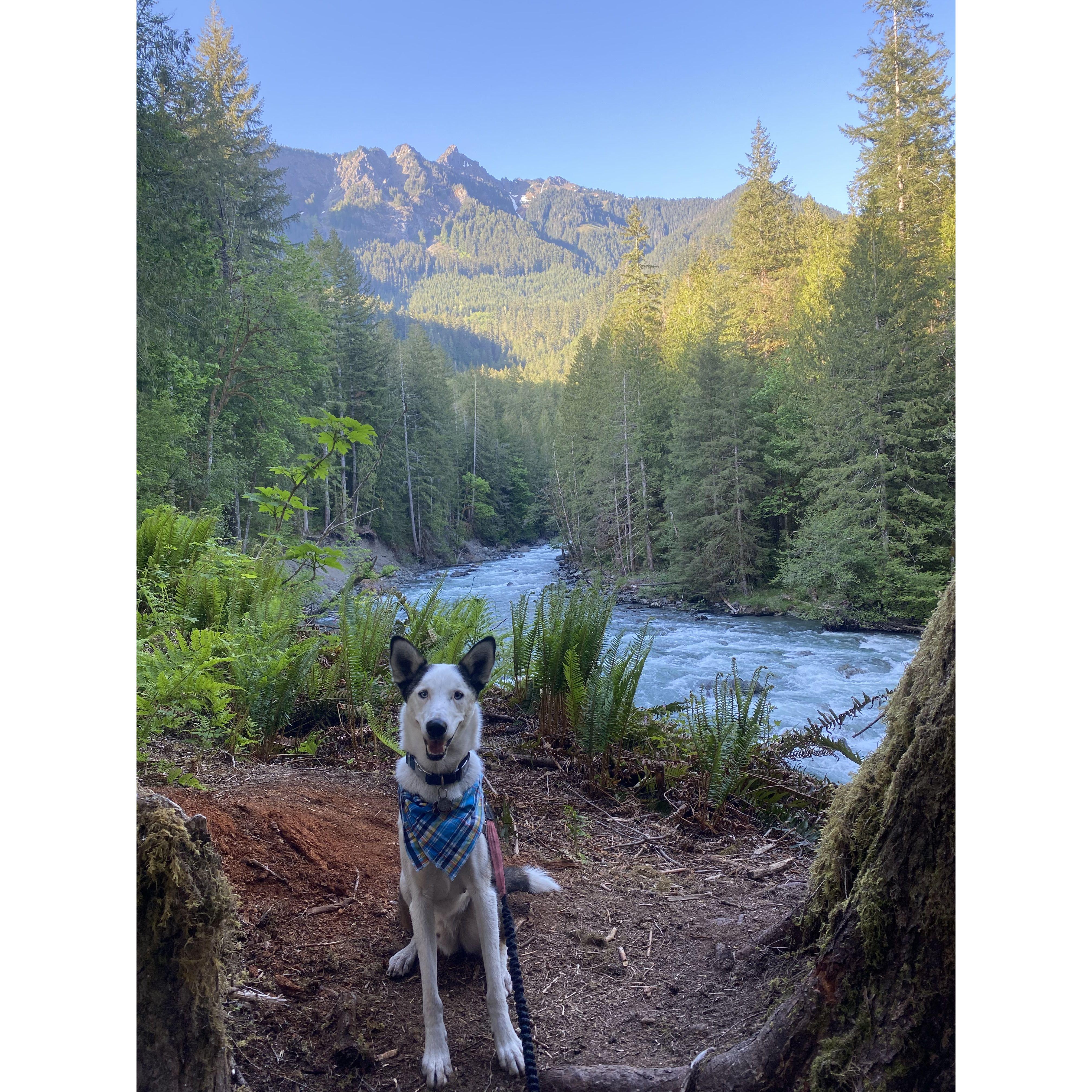 Best adventure pup