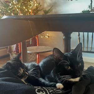 Honeymoon cat sitter