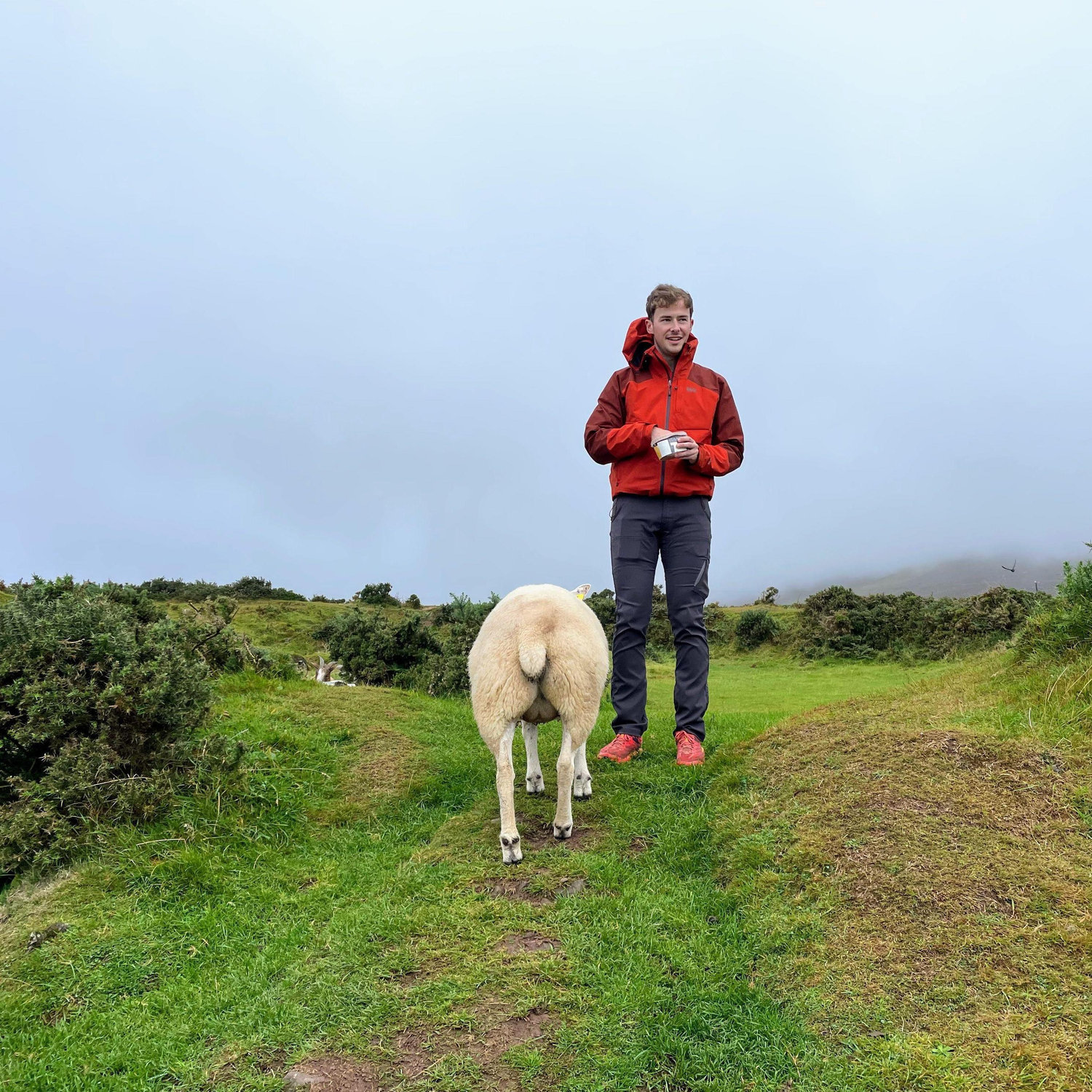 Feeding some sheep in Ireland