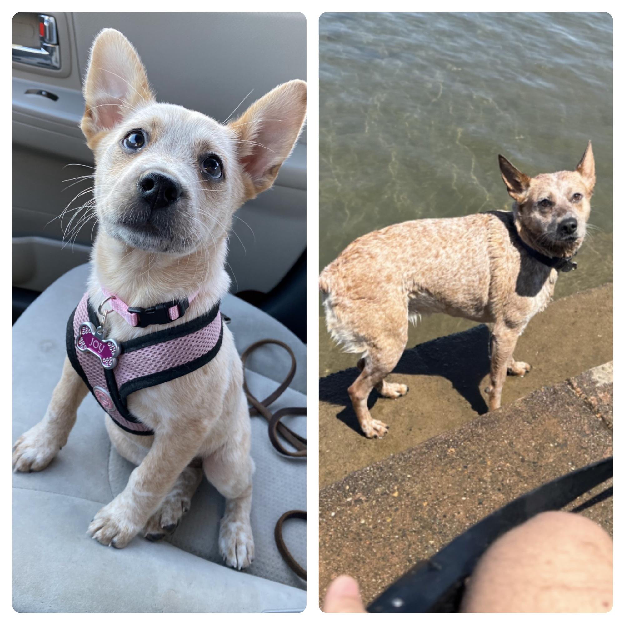 Joy, our beautiful dog