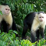 Monkey Island Tour