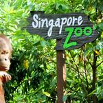Activity: Singapore Zoo