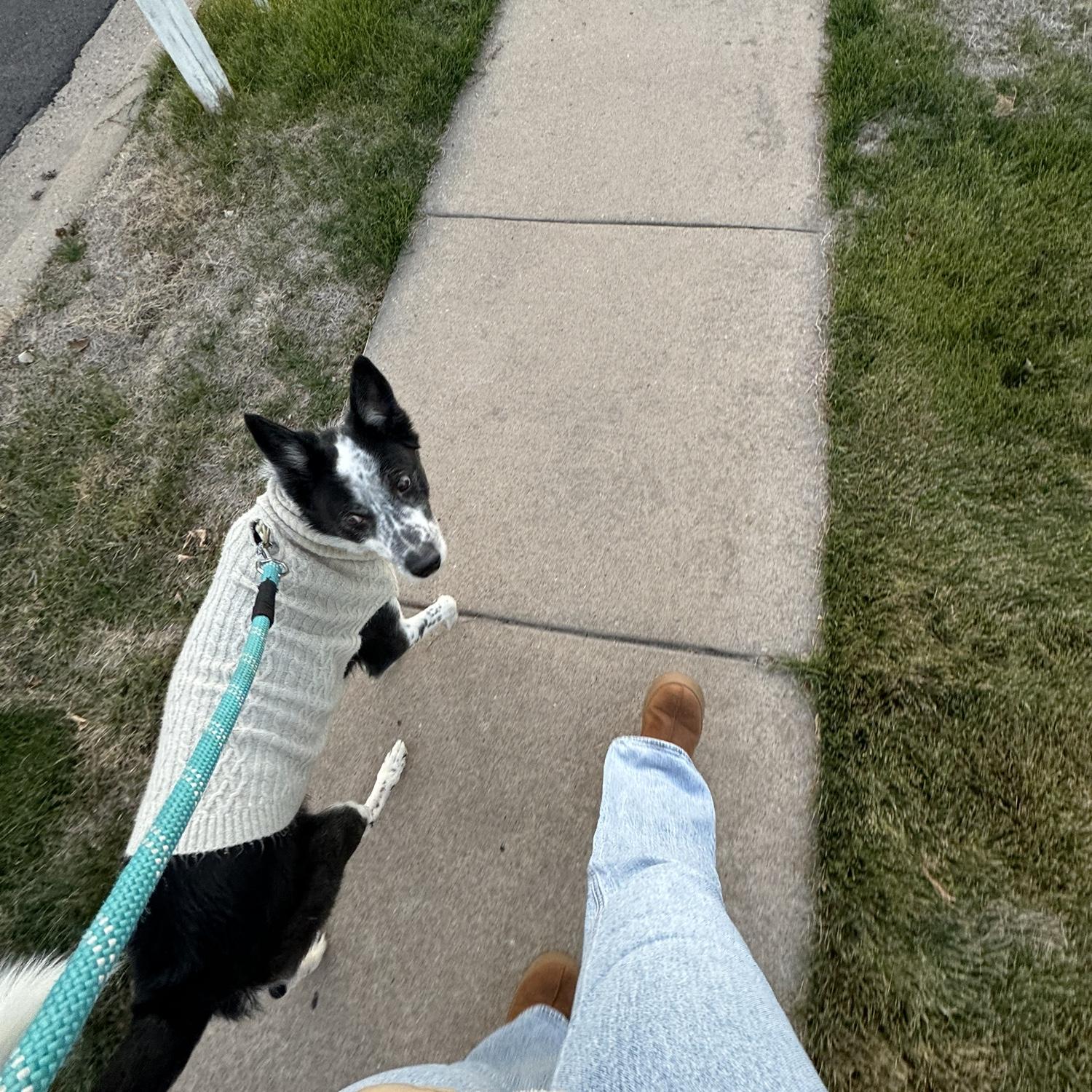 Just a feature of our dog Kobe:)