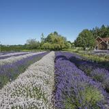 Purple Haze Lavender Farm