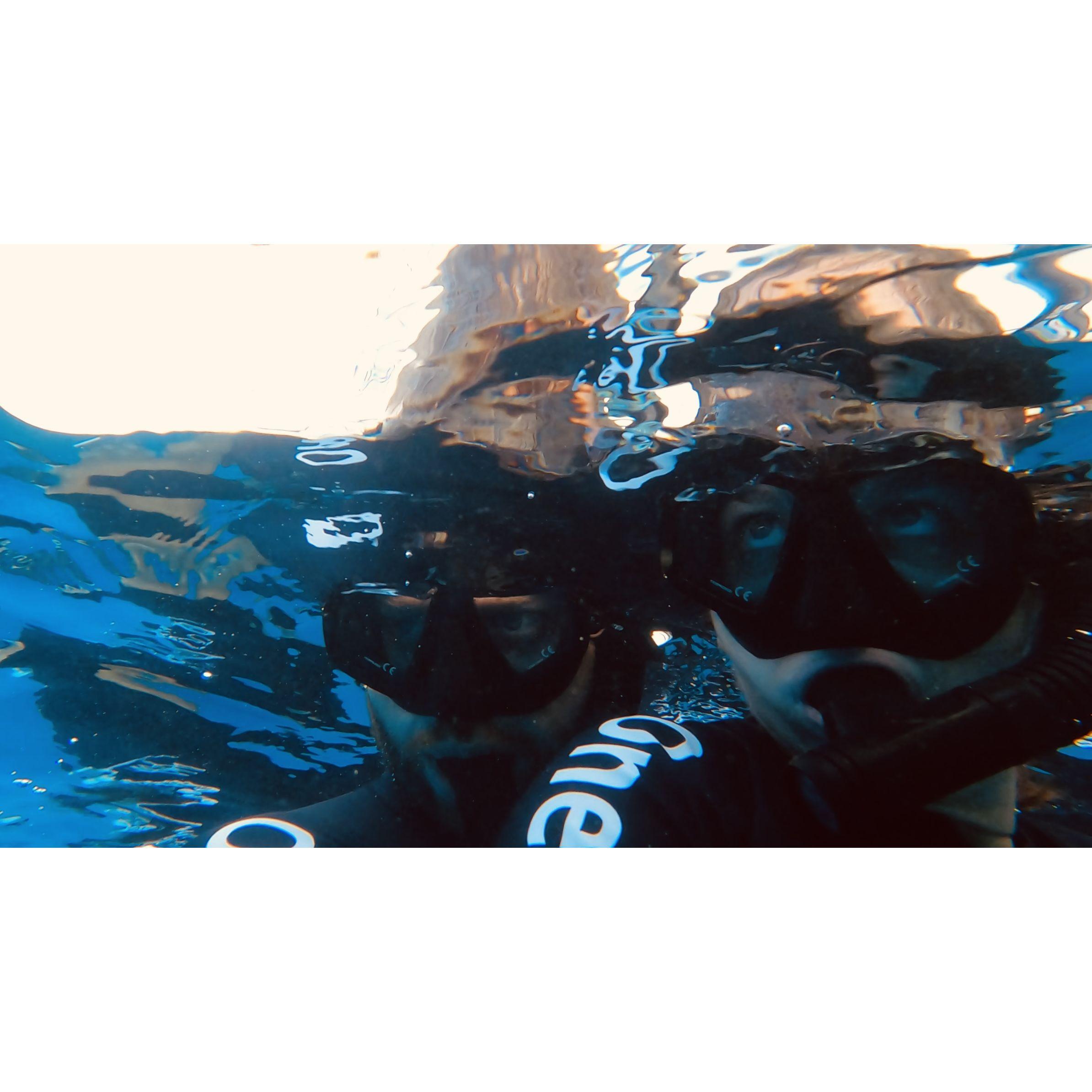 Diving with Sharks