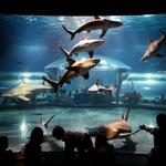 Oklahoma Aquarium