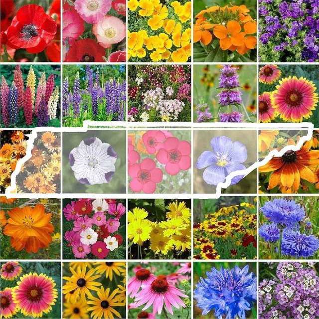 Eden Brothers Tennessee Wildflower Mixed Seeds for Planting, 1/4 lb, 120,000+ Seeds with Cosmos, Black Eyed Susan | Attracts Pollinators, Plant in Spring or Fall, Zones