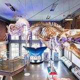 New Bedford Whaling Museum