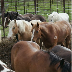 Horseback Riding On Our Honeymoon
