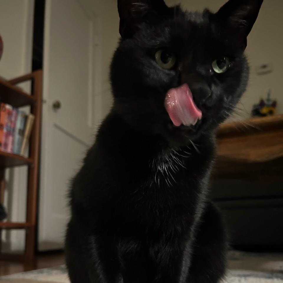 Milo just chillin'