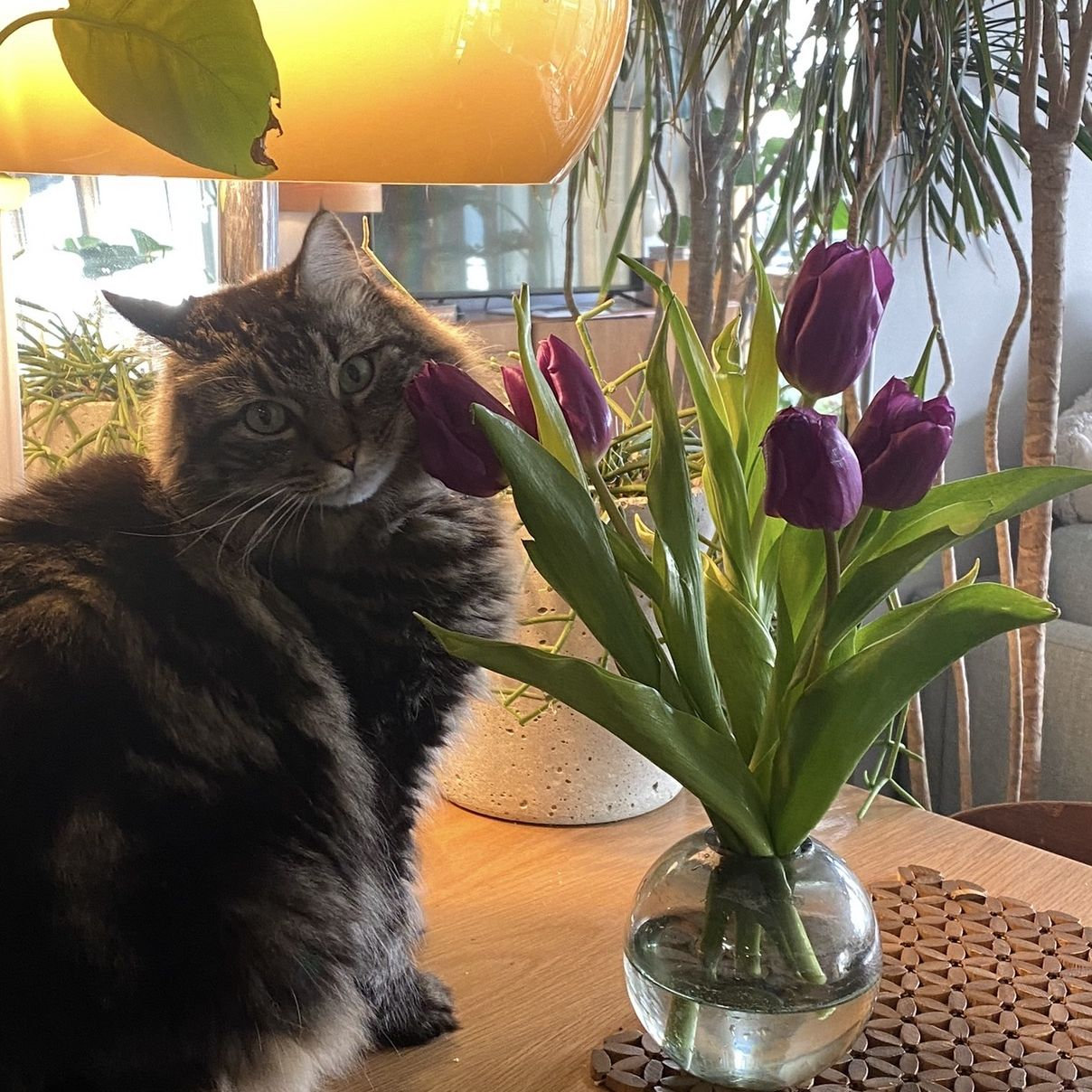 Our Flower Girl— Katze