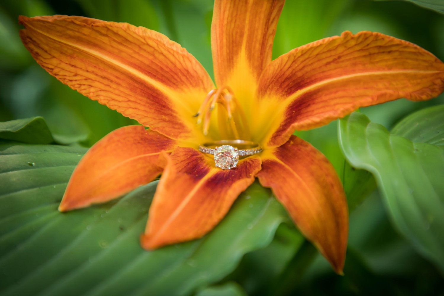The Wedding Website of Abigale Plesh and Brian Raymond