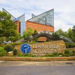 Tennessee Aquarium