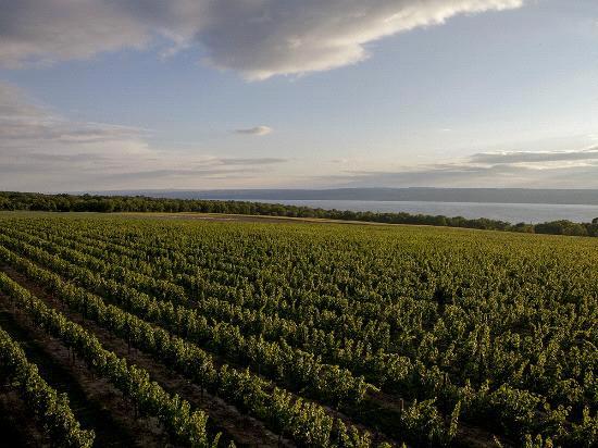 Boundary Breaks vineyard