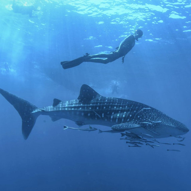 Swim with Whale Sharks On Our Honeymoon