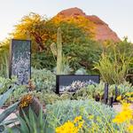 Desert Botanical Garden