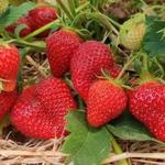 West Hartford Saturday Farmers' Market