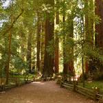 Henry Cowell Redwoods State Park