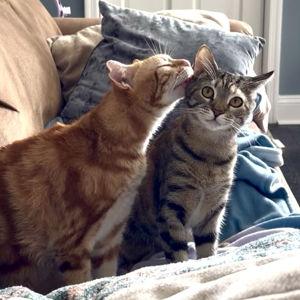 Monty and Violet Treats