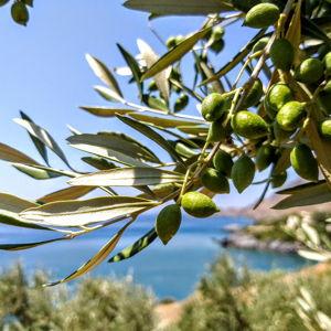 Olive grove tour in Greece